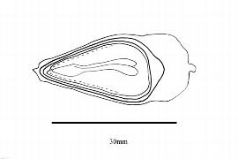  Embryo: Araucaria angustifolia; Illustration by K. Parker, Kirkbride et al. (2006)
