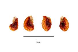   Seeds:   Asteropeia multiflora ; Photo by R. Gibbons, USDA APHIS PPQ, Kirkbride et al. (2006)
