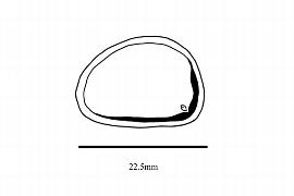   Embryo:   Austrobaileya scandens ; Illustration by K. Parker, Kirkbride et al. (2006)
