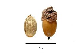   Fruit, seed:   Balanops balansae ; Photo by R. Gibbons, USDA APHIS PPQ, Kirkbride et al. (2006)
