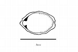   Embryo:   Impatiens capensis ; Illustration by K. Parker, Kirkbride et al. (2006)
