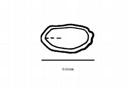   Embryo:   Hillebrandia sandwicensis ; Illustration by K. Parker, Kirkbride et al. (2006)
