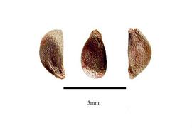   Seeds:   Berberis morrisonensis ; Photo by R. Gibbons, USDA APHIS PPQ, Kirkbride et al. (2006)
