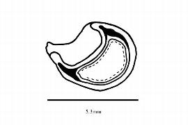   Embryo:   Achlys triphylla ; Illustration by K. Parker, Kirkbride et al. (2006)
