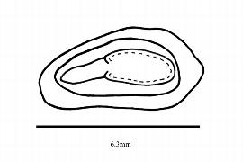   Embryo:   Berberis aristata ; Illustration by K. Parker, Kirkbride et al. (2006)
