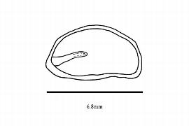   Embryo:   Diphylleia cymosa ; Illustration by K. Parker, Kirkbride et al. (2006)
