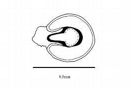   Embryo:   Leontice leontopetalum  L.; Illustration by K. Parker, Kirkbride et al. (2006)
