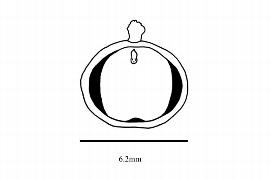   Embryo:   Nandina domestica ; Illustration by K. Parker, Kirkbride et al. (2006)
