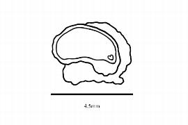   Embryo:   Vancouveria hexandra ; Illustration by K. Parker, Kirkbride et al. (2006)
