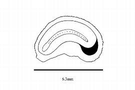   Embryo:   Amoreuxia malvifolia ; Illustration by K. Parker, Kirkbride et al. (2006)
