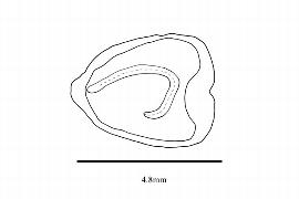   Embryo:   Bixa orellana ; Illustration by K. Parker, Kirkbride et al. (2006)
