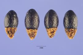   Seeds:   Bocconia frutescens ; Photo by S. Hurst, USDA-NRCS Plants Database
