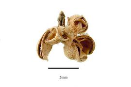   Fruit:   Brunellia racemifera ; Photo by R. Gibbons, USDA APHIS PPQ, Kirkbride et al. (2006)
