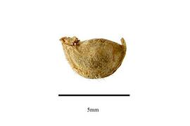   Fruit:   Brunellia racemifera ; Photo by R. Gibbons, USDA APHIS PPQ, Kirkbride et al. (2006)
