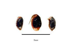   Seeds:   Brunellia racemifera ; Photo by R. Gibbons, USDA APHIS PPQ, Kirkbride et al. (2006)
