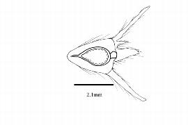   Embryo:   Brunonia australis ; Illustration by K. Parker, Kirkbride et al. (2006)
