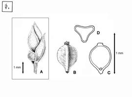   Infrutescence, fruit, embryo:     Bulbostylis puberula  (A, infructescence; B, fruit; C, embryo in situ; D, fruit transection); Illustration by L.E. Chandler from Gunn and Ritchie (1988)
