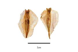   Fruit:nbsp;  Burmannia bicolor ; Photo by R. Gibbons, USDA APHIS PPQ, Kirkbride et al. (2006) 
