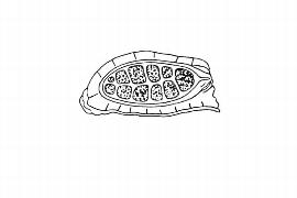   Embryo:   Burmannia disticha,  seednbsp;longitudinal section; Illustration by K. Parker, Kirkbride et al. (2006) 
