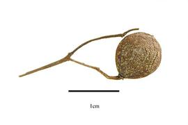   Fruit:   Brunonia australis ; Photo by R. Gibbons, USDA APHIS PPQ, Kirkbride et al. (2006)
