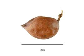   Fruit:   Protium gigantium ; Photo by R. Gibbons, USDA APHIS PPQ, Kirkbride et al. (2006)
