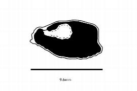   Embryo:   Crepidospermum goudotianum ; Illustration by K. Parker, Kirkbride et al. (2006)
