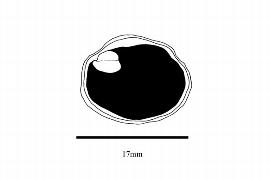   Embryo:   Santiria tomentosa ; Illustration by K. Parker, Kirkbride et al. (2006)
