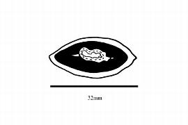   Embryo:   Scutinanthe brunnea ; Illustration by K. Parker, Kirkbride et al. (2006)
