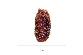   Seed:   Roridula dentata ; Photo by R. Gibbons, USDA APHIS PPQ, Kirkbride et al. (2006)
