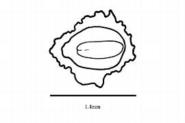   Embryo:   Byblis gigantea ; Illustration by K. Parker, Kirkbride et al. (2006)
