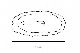   Embryo:     Roridula dentata ; Illustration by K. Parker, Kirkbride et al. (2006)
