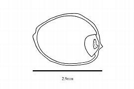   Embryo:   Brasenia schreberi ; Illustration by K. Parker, Kirkbride et al. (2006)
