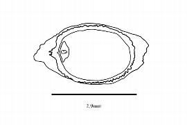   Embryo:   Cabomba aquatica ; Illustration by K. Parker, Kirkbride et al. (2006)
