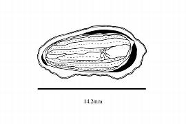   Embryo:   Chimonanthus praecox ; Illustration by K. Parker, Kirkbride et al. (2006)
