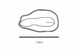   Embryo:     Acicarpha spathulata ; Illustration by K. Parker, Kirkbride et al. (2006)
