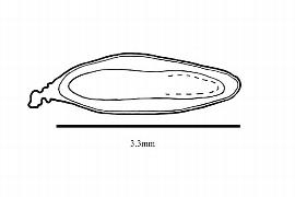   Embryo:   Calycera calcitrapa ; Illustration by K. Parker, Kirkbride et al. (2006)
