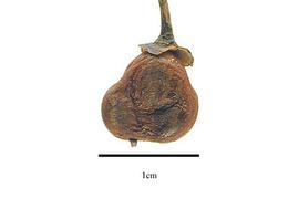   Fruit:   Canella winteriana ; Photo by R. Gibbons, USDA APHIS PPQ, Kirkbride et al. (2006)
