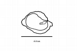   Embryo:   Cinnamodendron corticosum ; Illustration by K. Parker, Kirkbride et al. (2006)
