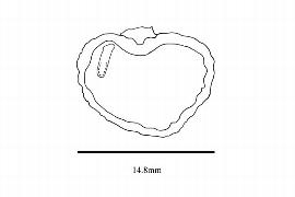   Embryo:   Cinnamosma macrocarpa ; Illustration by K. Parker, Kirkbride et al. (2006)
