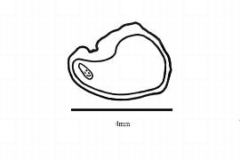   Embryo:   Pleodendron macranthum ; Illustration by K. Parker, Kirkbride et al. (2006)
