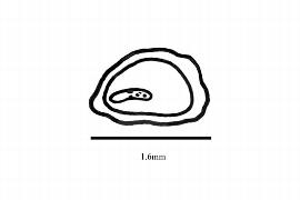   Embryo:   Warburgia salutaris ; Illustration by K. Parker, Kirkbride et al. (2006)
