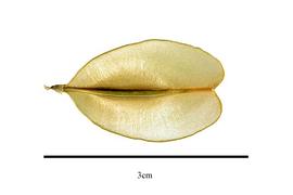   Fruit:   Peripterygium platycarpum ; Photo by R. Gibbons, USDA APHIS PPQ, Kirkbride et al. (2006)
