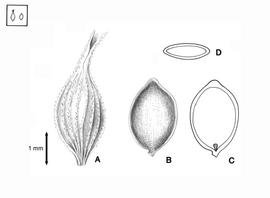   Fruit, embryo:   Carex myosurus  (A, fruit enclosed in perigynium; B, fruit with perigynium removed; C, embryo in situ; D, fruit transection); Illustration by L.E. Chandler from Gunn and Ritchie (1988) 
