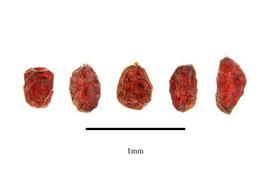   Seeds:   Carlemannia griffithii ; Photo by R. Gibbons, USDA APHIS PPQ, Kirkbride et al. (2006)
