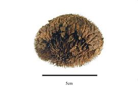   Fruit:   Caryocar glabrum ; Photo by R. Gibbons, USDA APHIS PPQ, Kirkbride et al. (2006)
