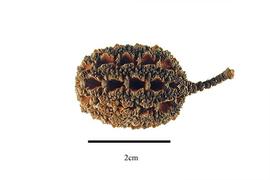   Cone:   Allocasuarina torulosa ; Photo by R. Gibbons, USDA APHIS PPQ, Kirkbride et al. (2006)
