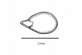   Embryo:   Gymnostoma nodiflorum ; Illustration by K. Parker, Kirkbride et al. (2006)
