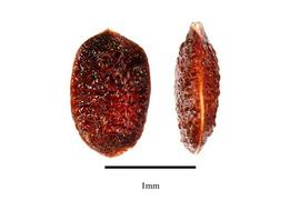   Seeds:   Cecropia palmata ; Photo by R. Gibbons, USDA APHIS PPQ, Kirkbride et al. (2006)
