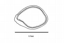   Embryo:   Poulsenia armata ; Illustration by K. Parker, Kirkbride et al. (2006)
