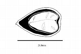   Embryo:   Pourouma cecropiifolia ; Illustration by K. Parker, Kirkbride et al. (2006)
